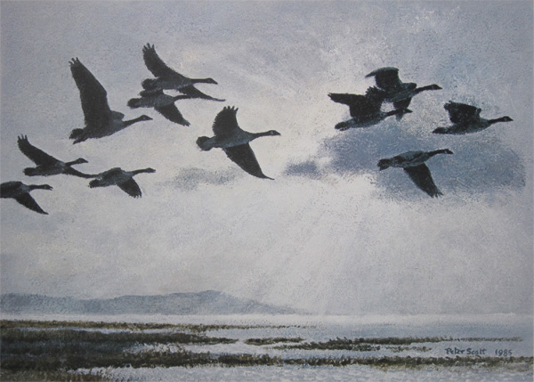 Sir Peter Scott: Canada Geese in a Silver Sky