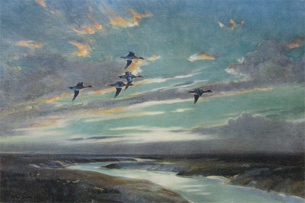 Sir Peter Markham Scott: Wigeon Crossing Low Over The Creek
