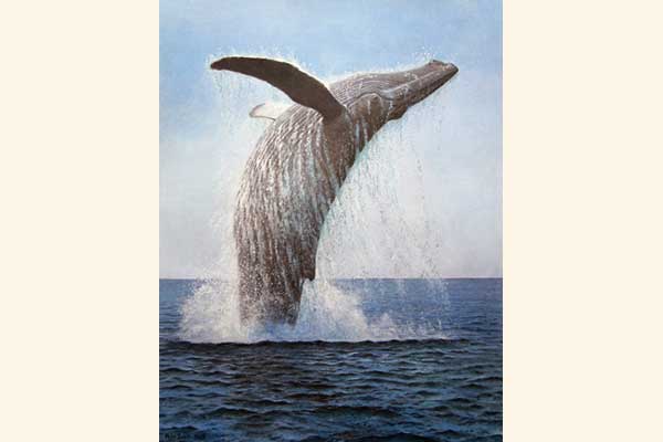 Pegasus - Humpback Whale
