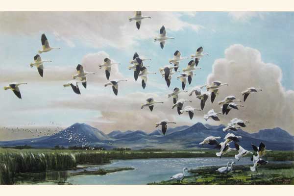 Snow Geese in California