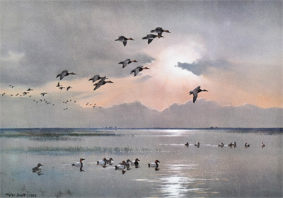 Canvasback on a Still Afternoon