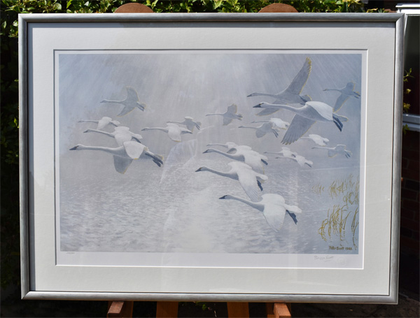 Twenty Whistling Swans Came Out Of The Mist - framed.