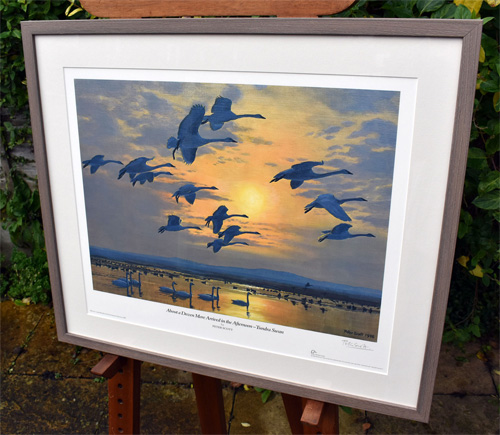 Framed example of About a Dozen More Arrived in the Afternoon - Tundra Swan