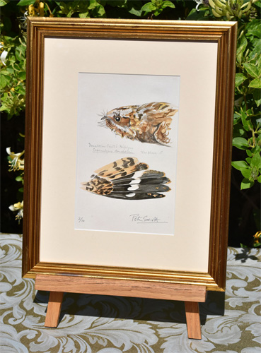 Framed example of Donaldson-Smith's Nightjar