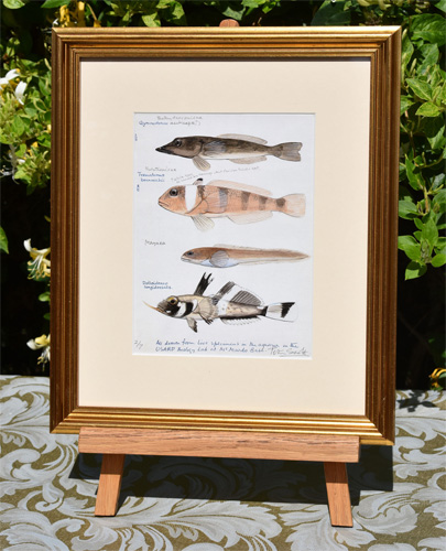 Framed example of Fish at McMurdo Base, Antarctica