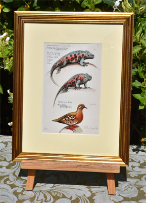 Framed example of Hood Marine Iguanas & Galapagos Dove