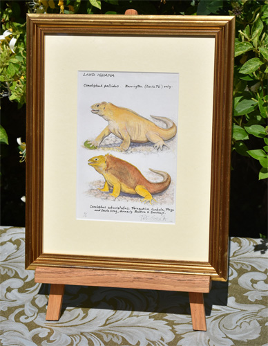 Framed example of Land Iguanas