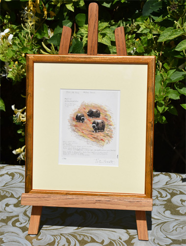 Framed example of Musk Ox