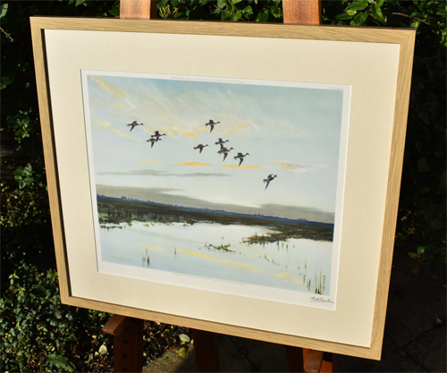 Framed example of Pintails Dropping in with a Rush