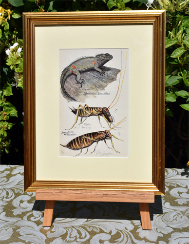 Framed example of Tuatara Sphenodon Punctatus & Hemideina Thoracica