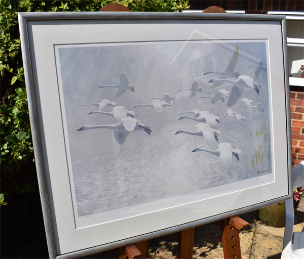 Twenty Whistling Swans Came Out Of The Mist - framed.