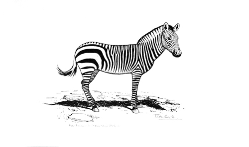 Peter Scott Hartmann's Mountain Zebra Print