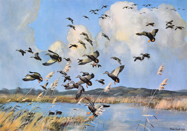 Peter Scott: Black Ducks in the Sunshine