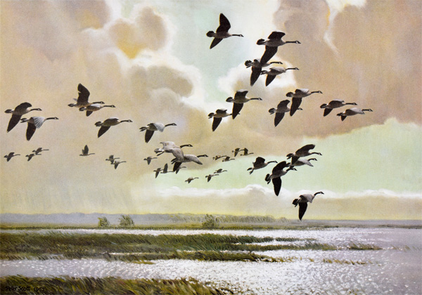 Peter Scott: Canada Geese After a Squall
