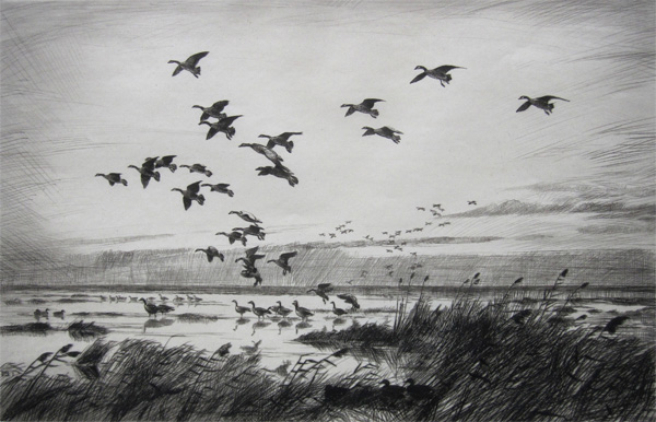Sir Peter Markham Scott: Canada Geese Coming In To Land