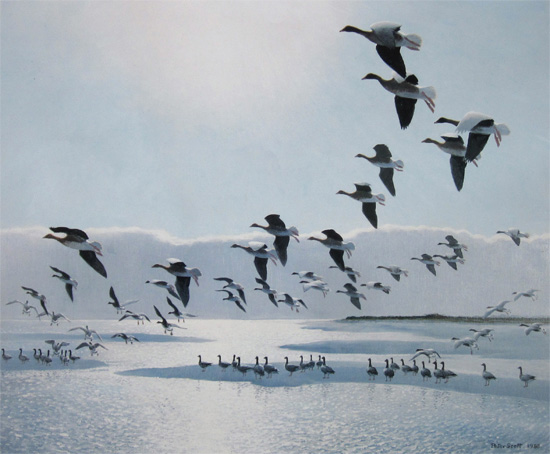 Sir Peter Scott: Greylags Came Out Over The Dunes For A Drink