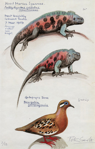 Sir Peter Scott: Hood Marine Iguanas & Galapagos Dove