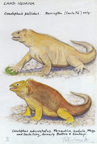 Sir Peter Scott: Land Iguanas Conolophus pallidus & Conolophus subcristatus