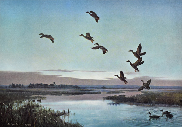 Peter Scott: Mallards Jumping