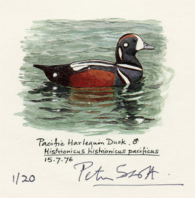 Sir Peter Scott: Pacific Harlequin Duck