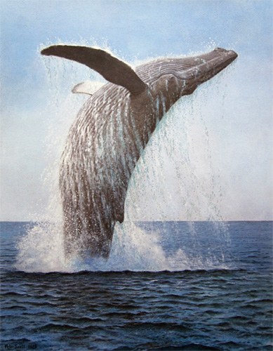 Sir Peter Scott: Pegasus - Humpback Whale - Megaptera novaeangliae