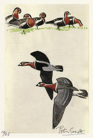 Sir Peter Markham Scott: Red-breasted Geese