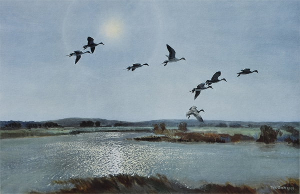 Sir Peter Scott: The Upland Pool - Pintails