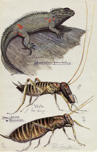Sir Peter Scott: Tuatara Sphenodon Punctatus & Hemideina Thoracica