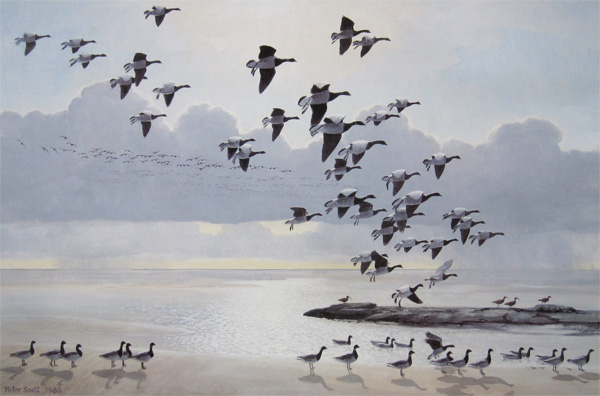 Sir Peter Scott: When the Tide Turned the Brent Geese Came in Against a Background of Showers
