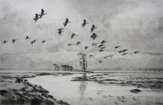 Sir Peter Markham Scott: White Fronted Geese