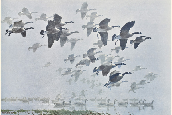 Canada Geese Arriving Out of a Mist