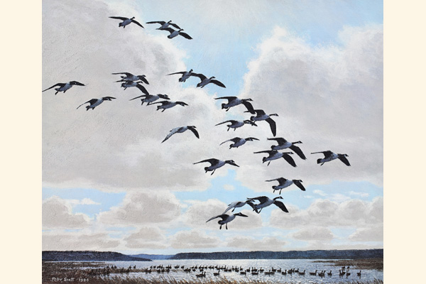 Canada Geese Coming to the Marsh