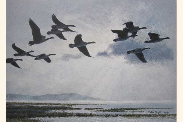 Canada Geese in a Silver Sky