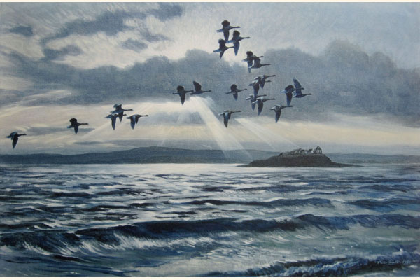 Greylags at Chapel Island with a Flood Tide