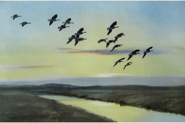 Morning Flight Over the Marsh - Pink Feet