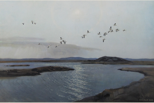 Summertime In The Canadian Arctic - Ross's Geese
