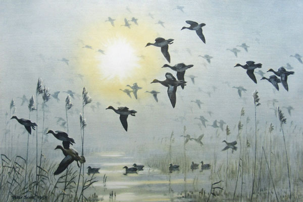 Wigeon on a Misty Morning