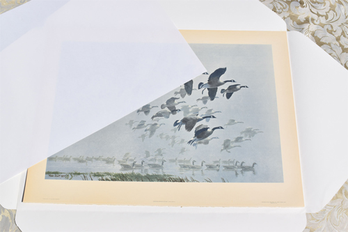 Canada Geese Arriving Out of a Mist with Protective Sheet